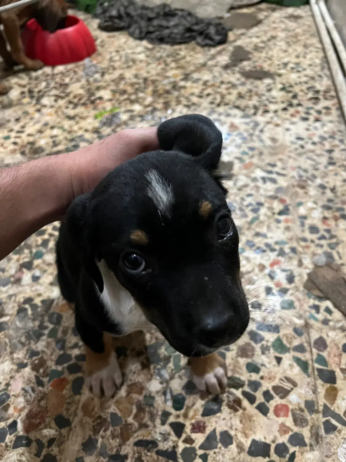 واگذاری|سگ|رشت, کوی حسینی|دیوار