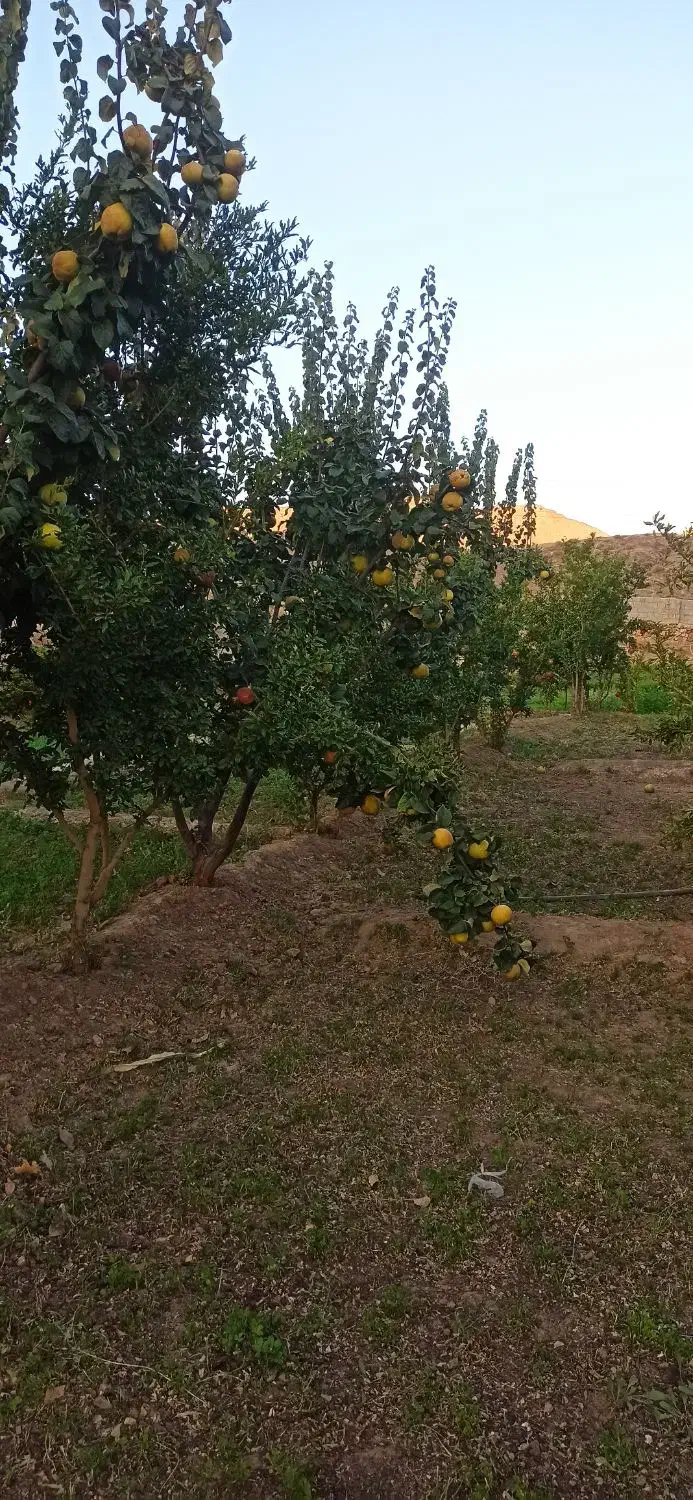 مشارکت در سرمایه گذاری|مشارکت در ساخت املاک|کرمان, |دیوار