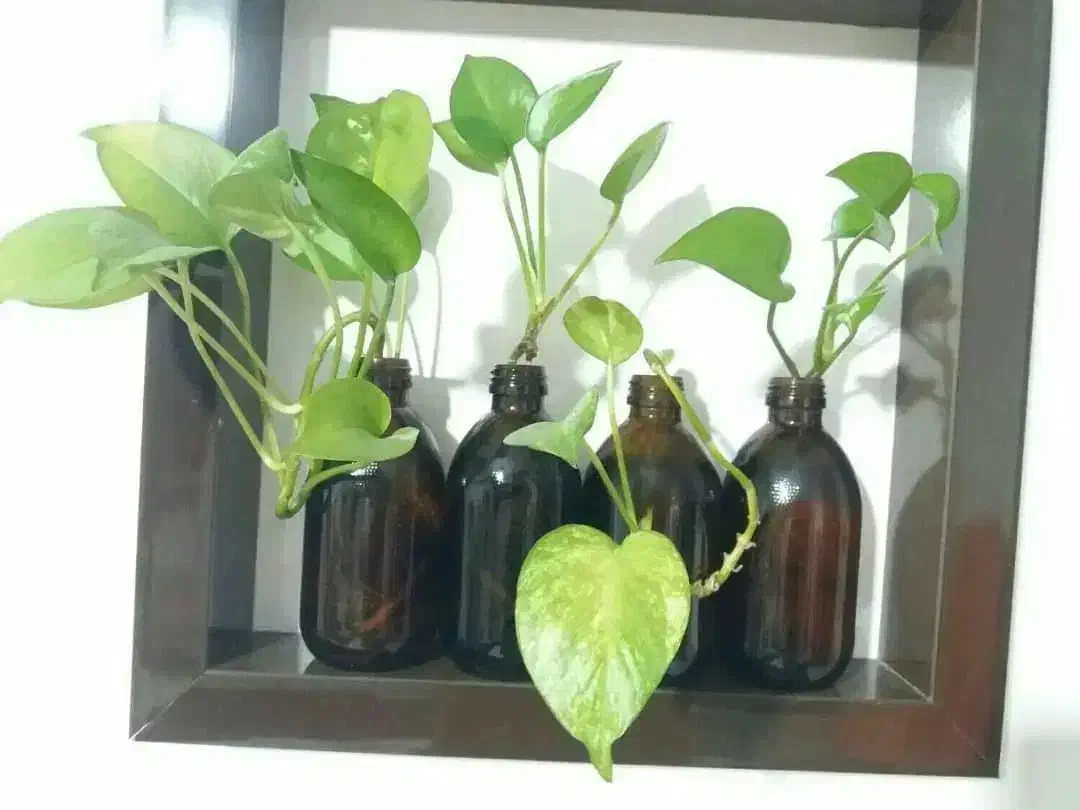 دیجیتال گل طبیعی پامپاس اگلونما بنجامین پتوس بامبو|گل و گیاه طبیعی|شیراز, دکتر حسابی|دیوار