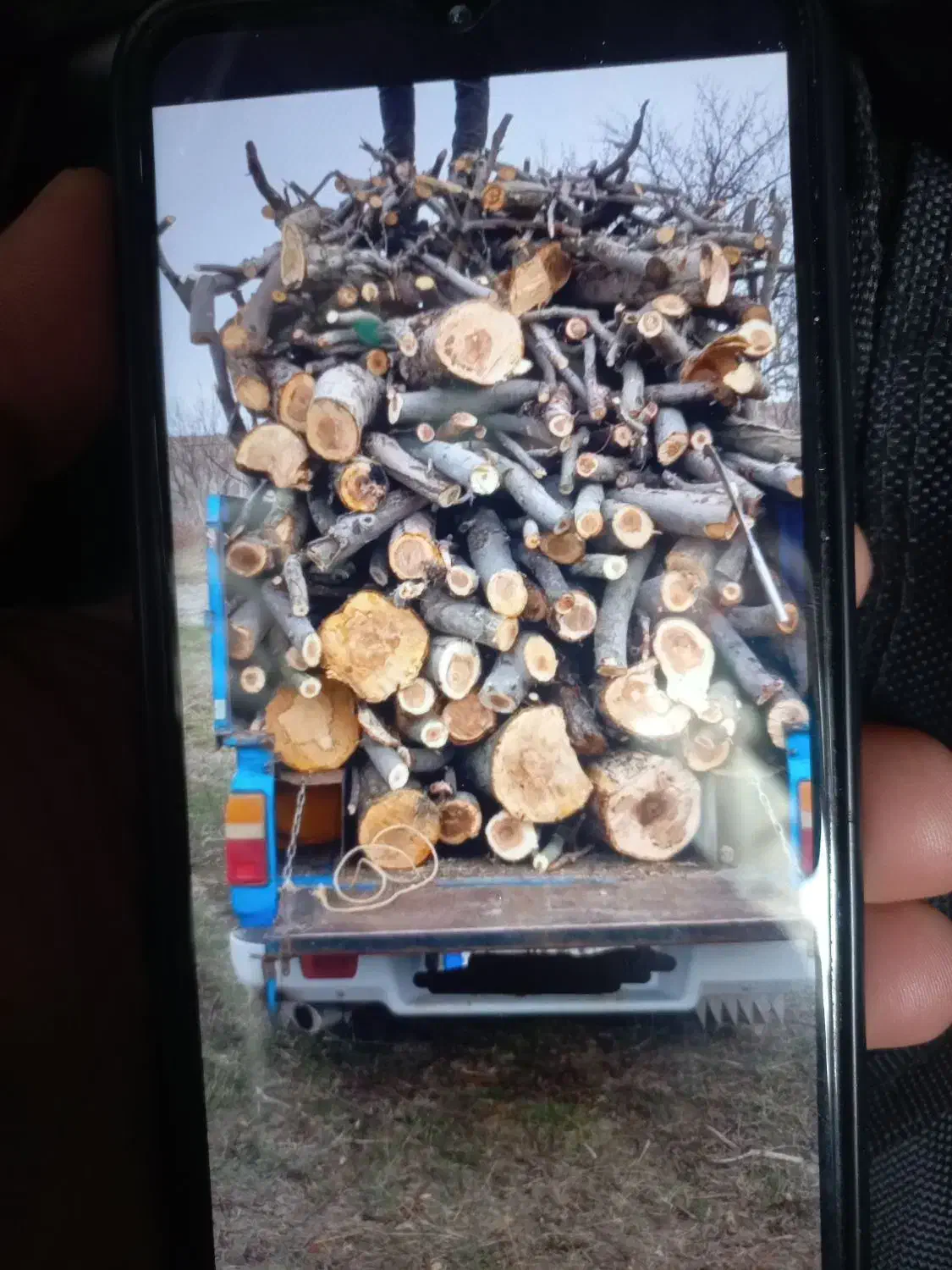 خرید چوب به بالاترین قیمت|خدمات باغبانی و درختکاری|مشگین شهر, |دیوار