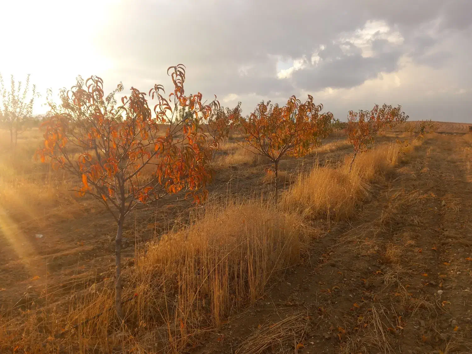 باغ|فروش دفتر صنعتی، کشاورزی، تجاری|قروه, |دیوار