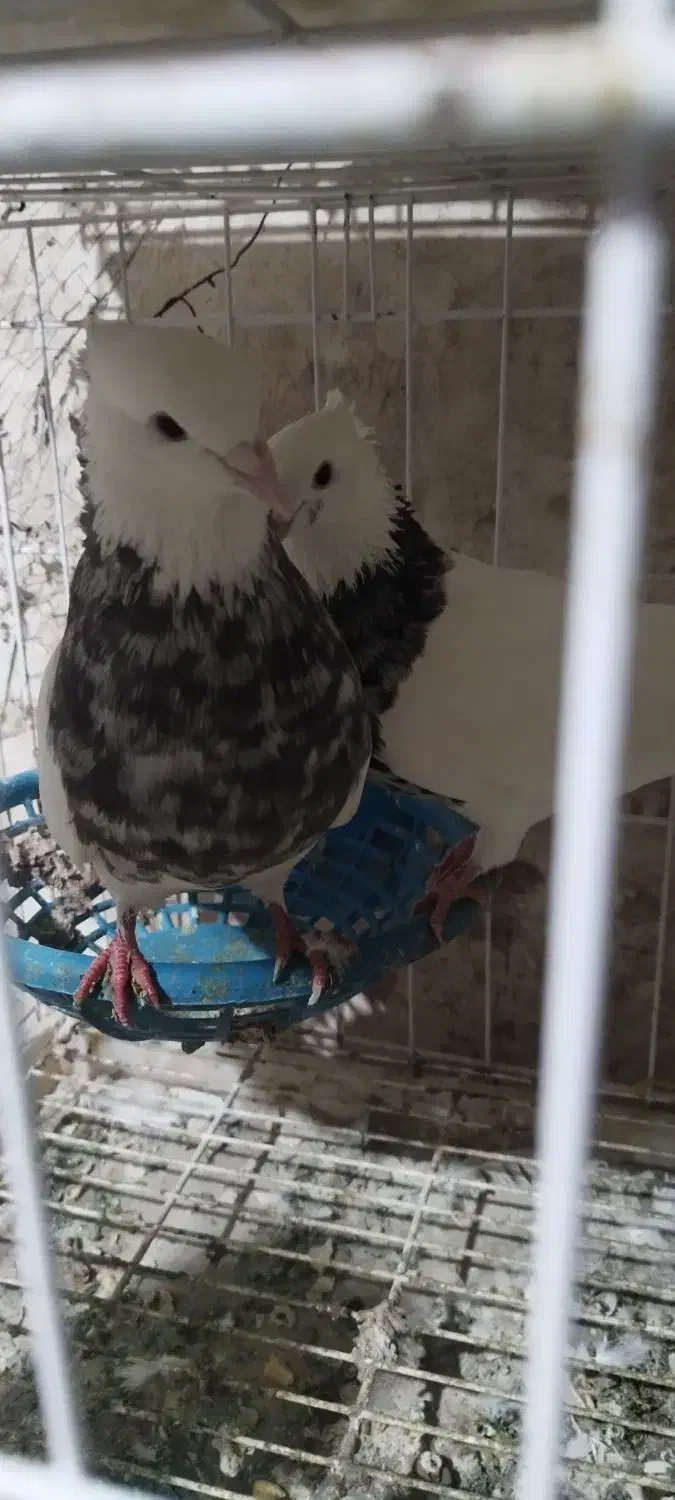 کبوتر طوقی|پرنده|پاوه, |دیوار