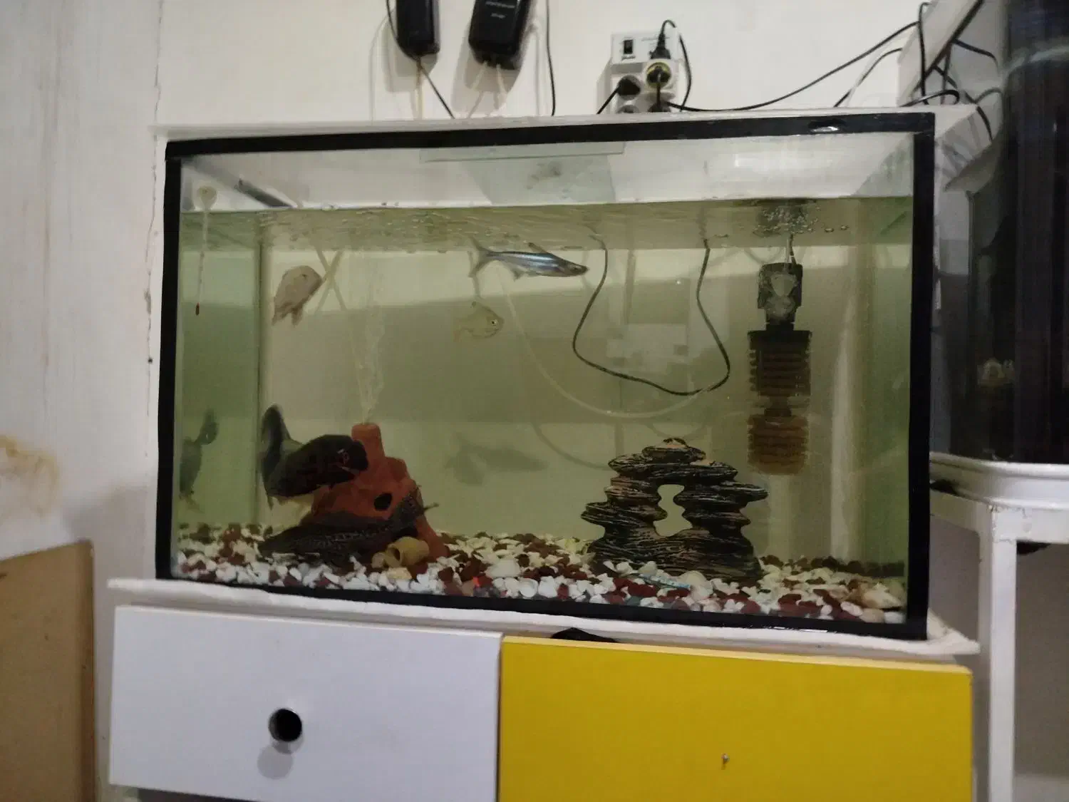 آکواریوم|ماهی|مریوان, |دیوار