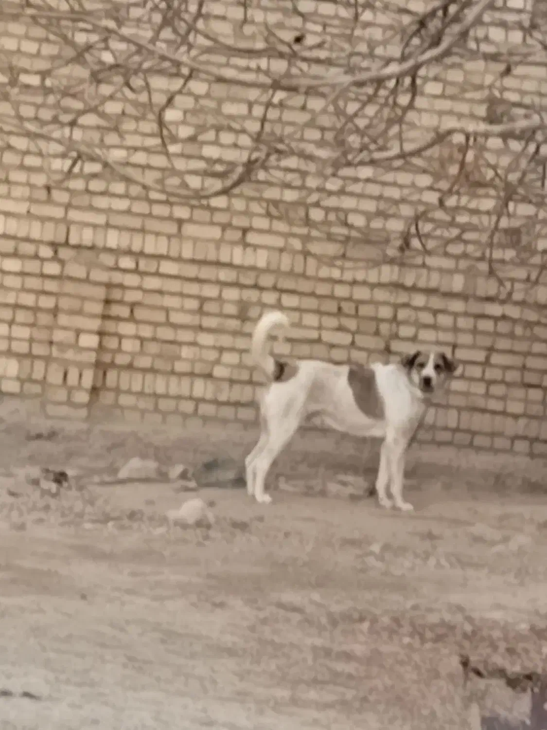 واگذاری پژدر|سگ|خرمآباد, |دیوار