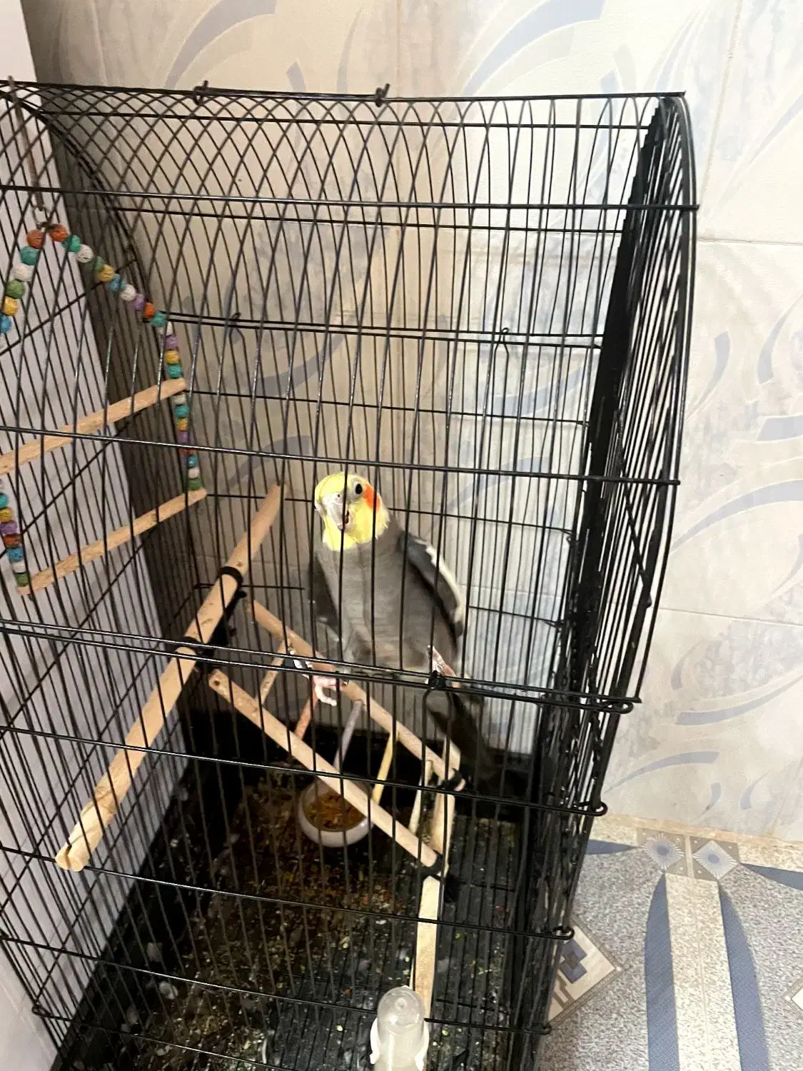 عروس هلندی بالغ جنسیت نر‌.سخنگو فروشی با قفس|پرنده|فردوس (خراسان), |دیوار