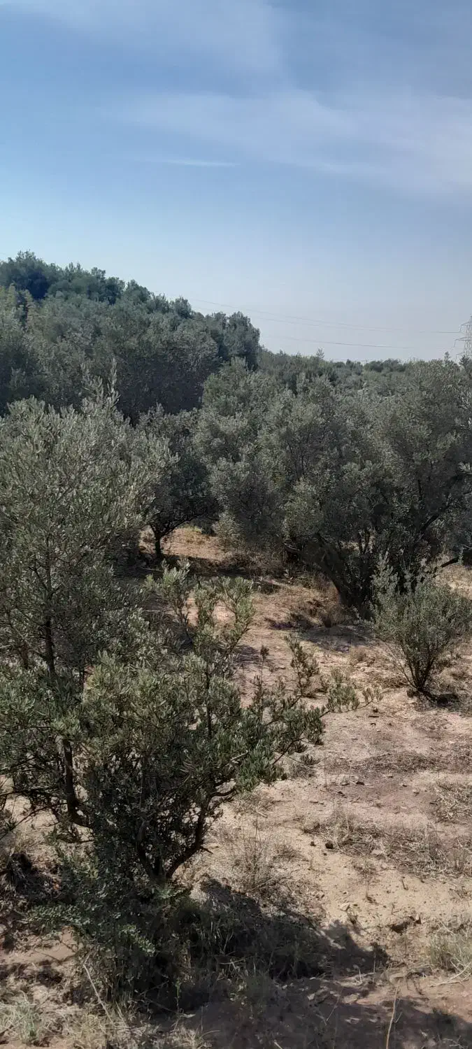 فروش زمین|فروش زمین و ملک کلنگی|لوشان, |دیوار