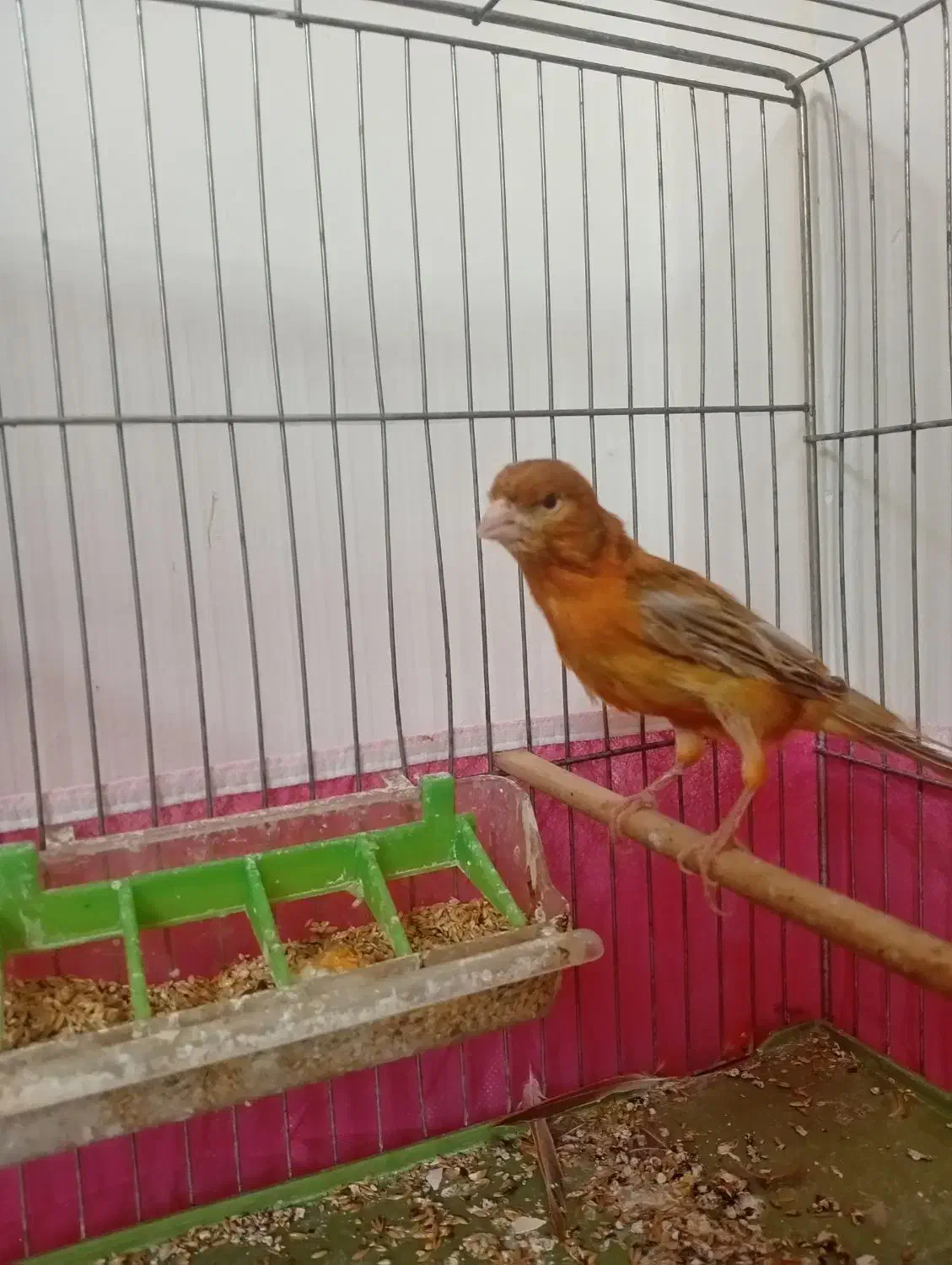 قناری|پرنده|فولادشهر, B7|دیوار