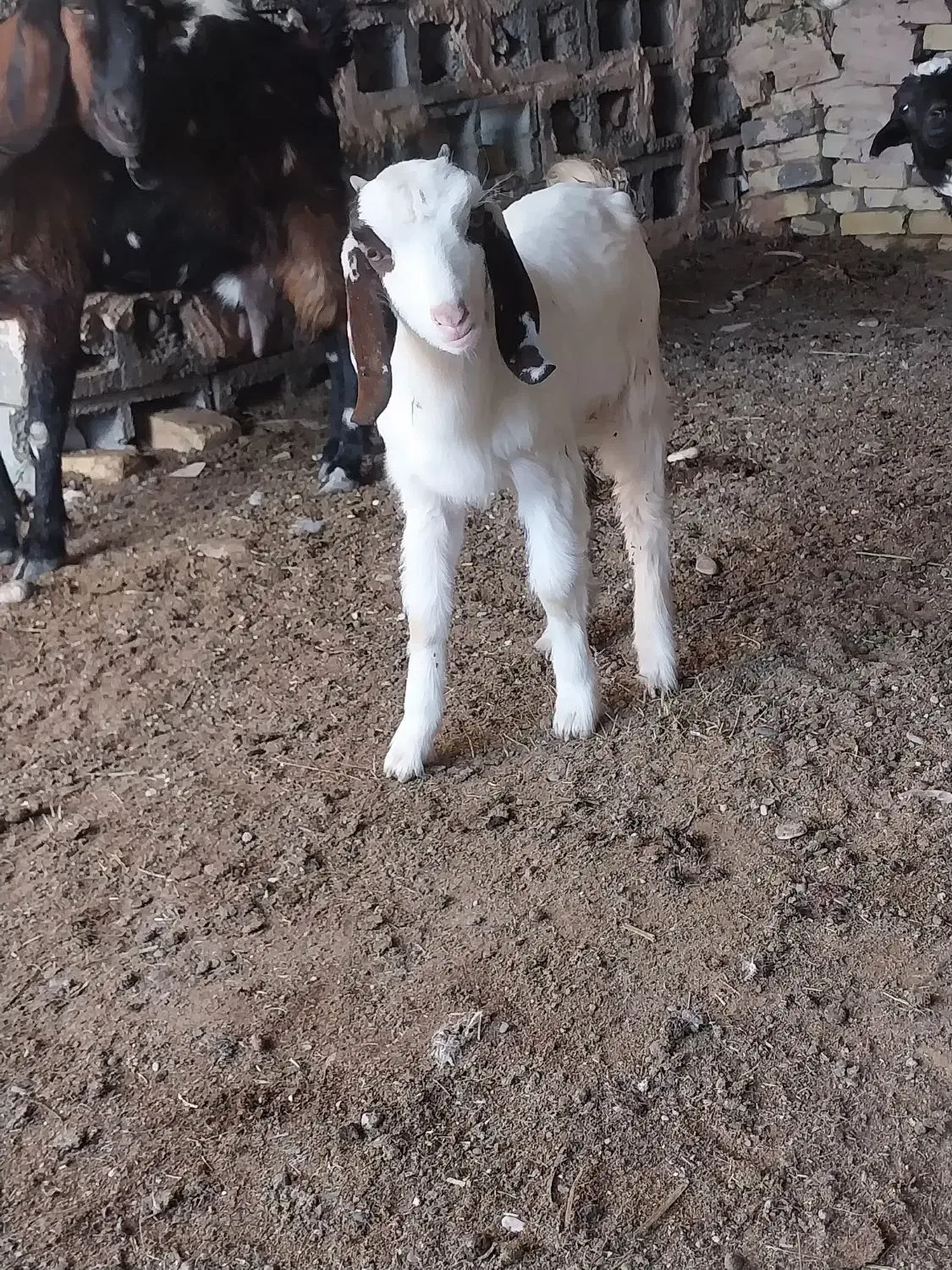 کهره|حیوانات مزرعه|میناب, |دیوار