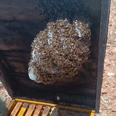 عسل طبیعی کوهستان|خوردنی و آشامیدنی|داراب, |دیوار