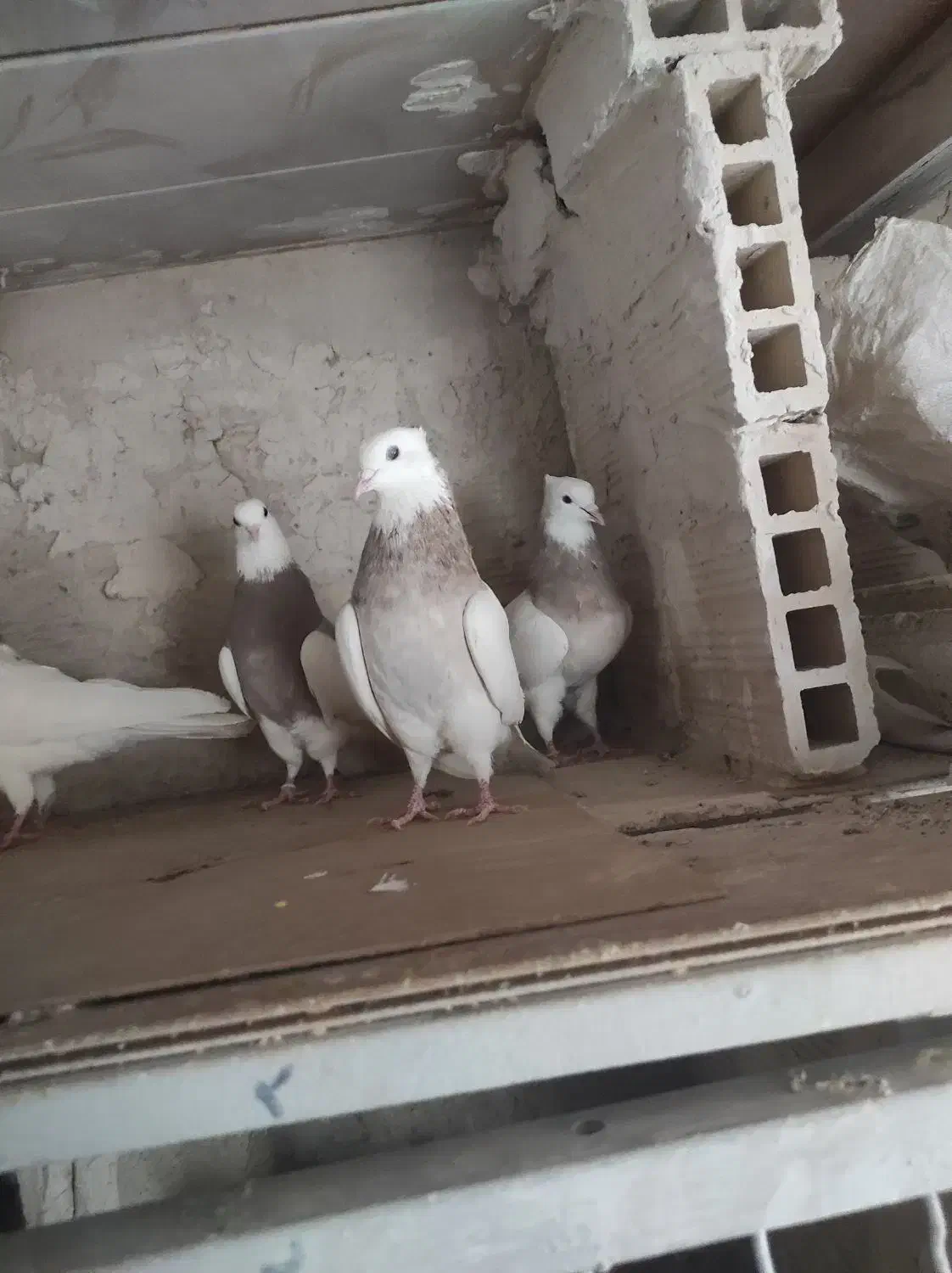 طوقی یه جایی|پرنده|قم, یزدان‌شهر|دیوار