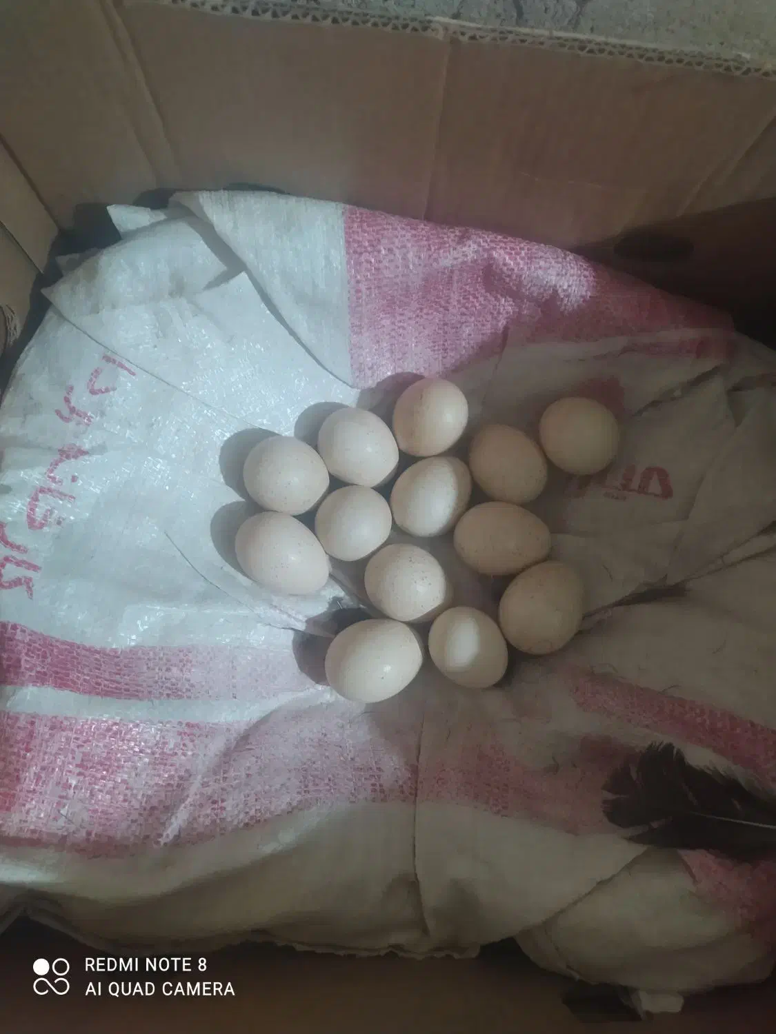 بوقلمون|حیوانات مزرعه|یاسوج, |دیوار