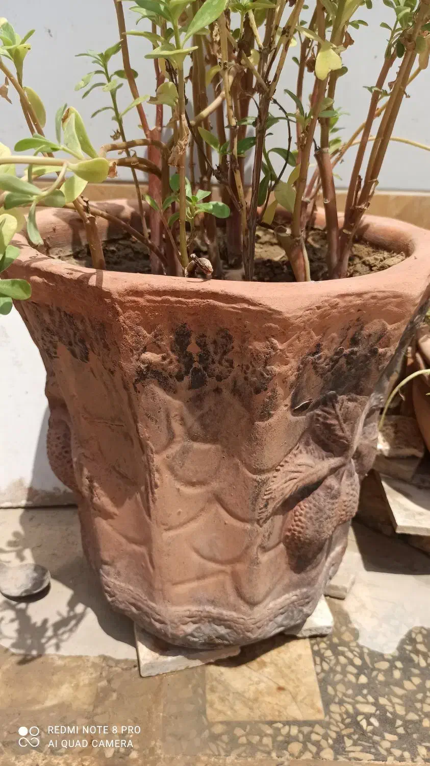 گلدان|گل و گیاه طبیعی|آبپخش, |دیوار