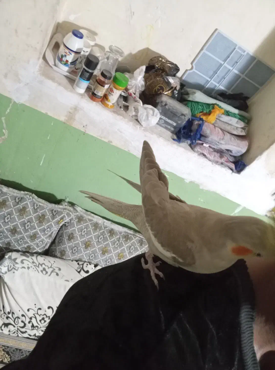 فروش ومعاوض|پرنده|بندرعباس, |دیوار