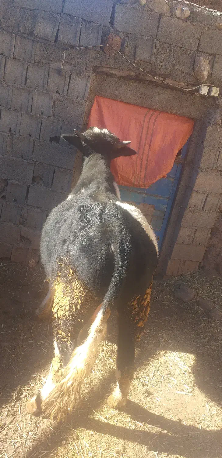 گوساله نر.|حیوانات مزرعه|بلده, |دیوار