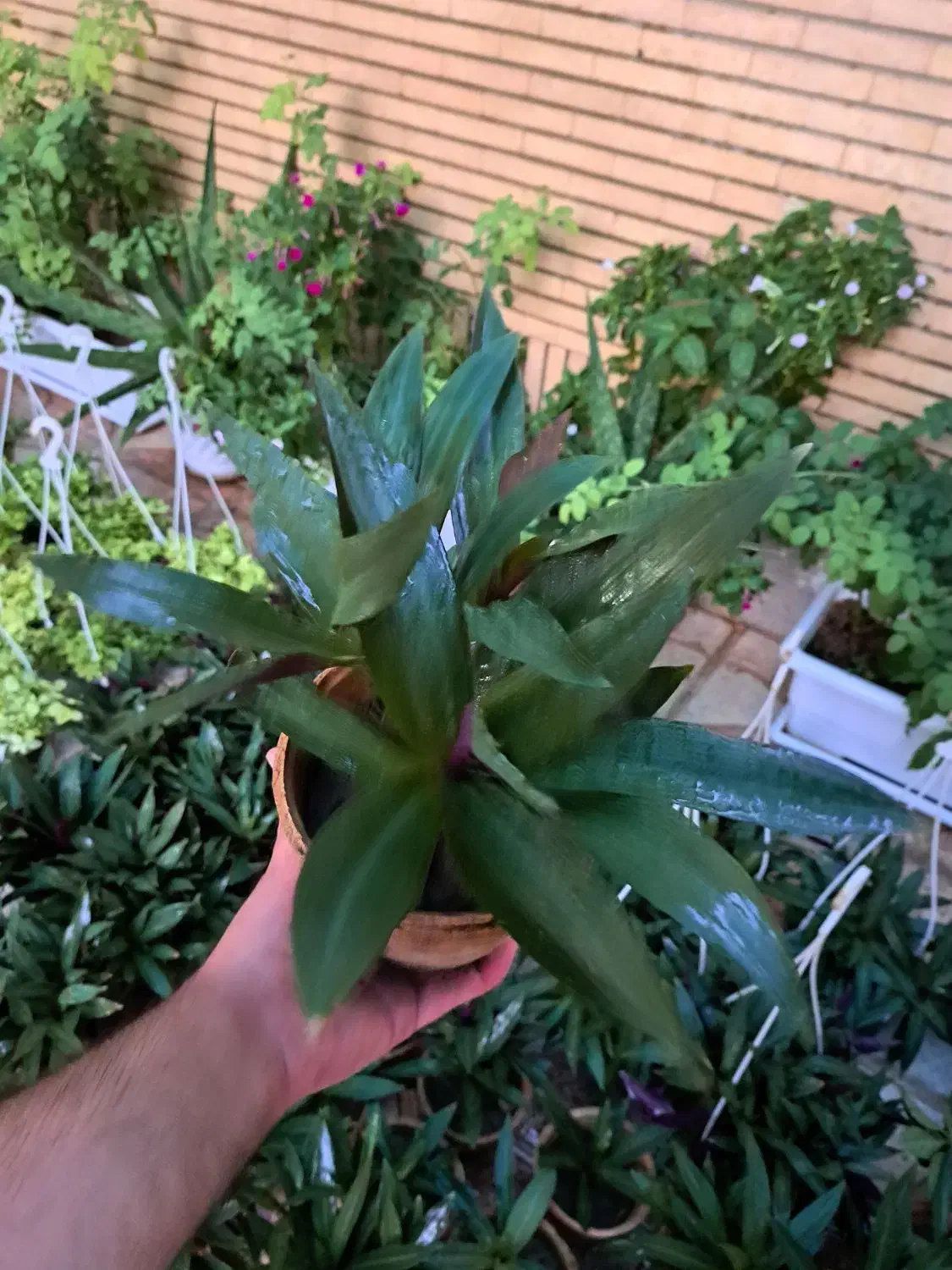 گل زیپلین پاندانوس یخی پتوس|گل و گیاه طبیعی|اصفهان, شاه پسند|دیوار