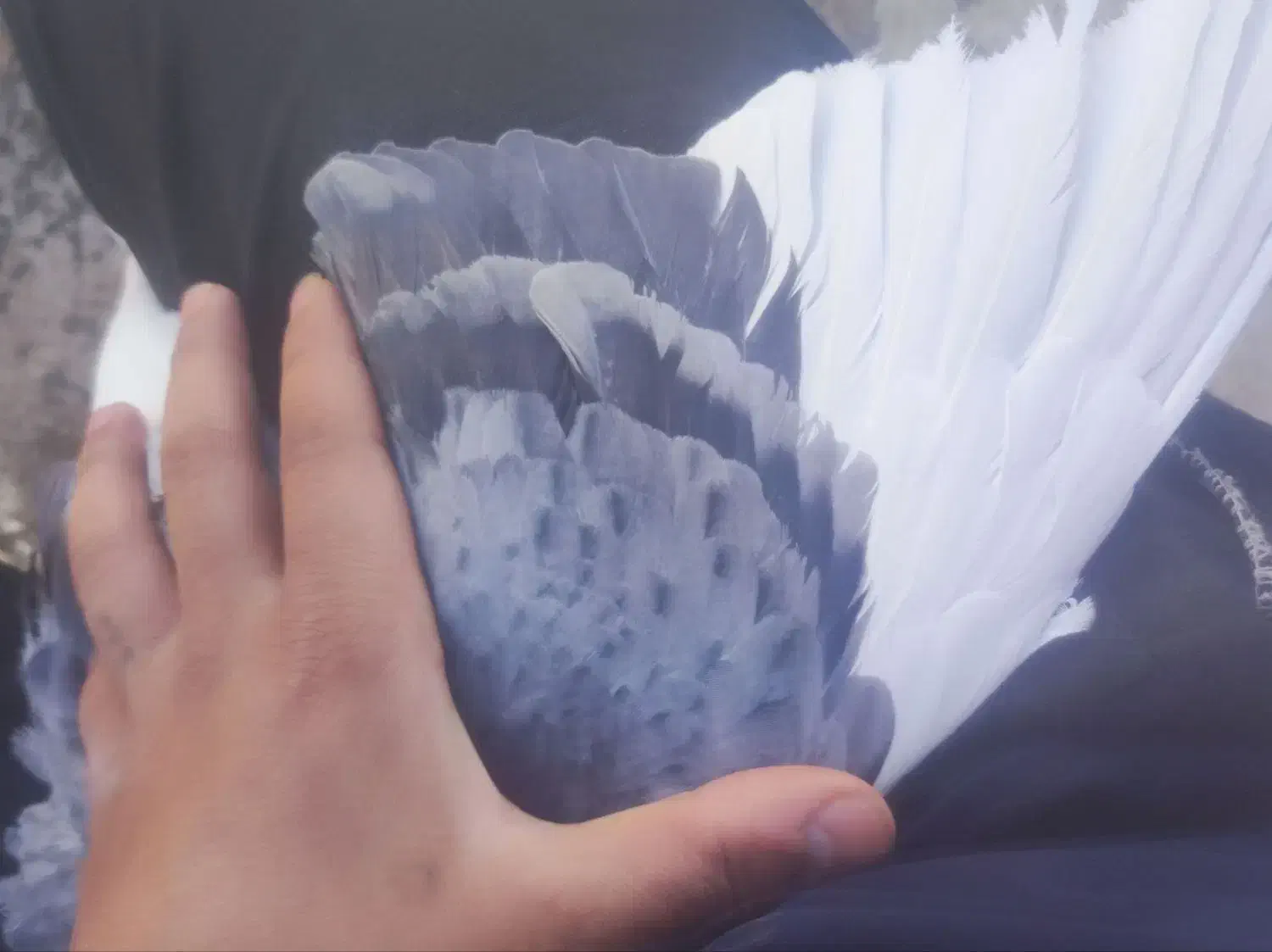 سبز پلنگ نر گنبکی|پرنده|فهرج, |دیوار