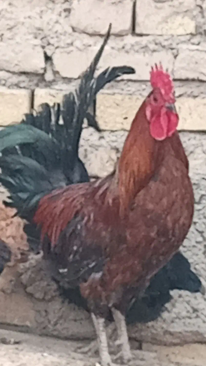 خروس|حیوانات مزرعه|جوادآباد, |دیوار