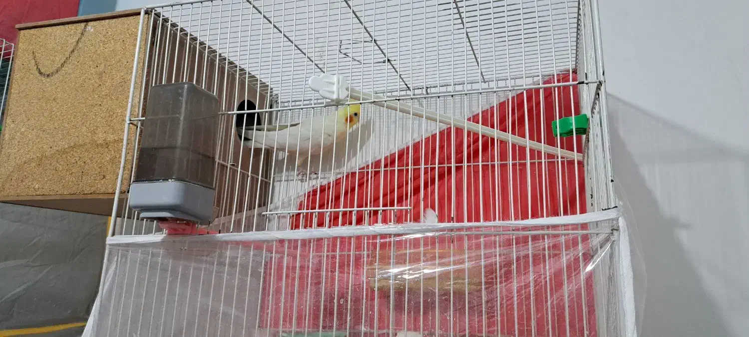 عروس هلندی جفت|پرنده|مشهد, شهید احمدی روشن|دیوار