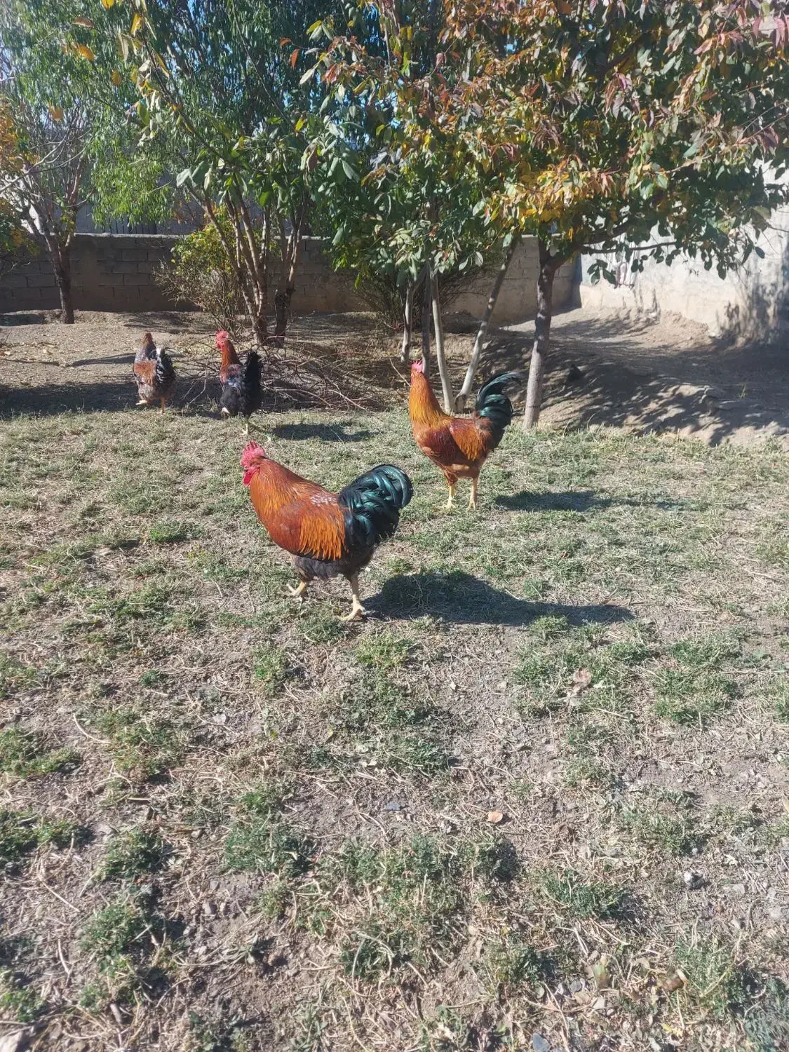 ۵عدد خروس|حیوانات مزرعه|قلقل رود, |دیوار