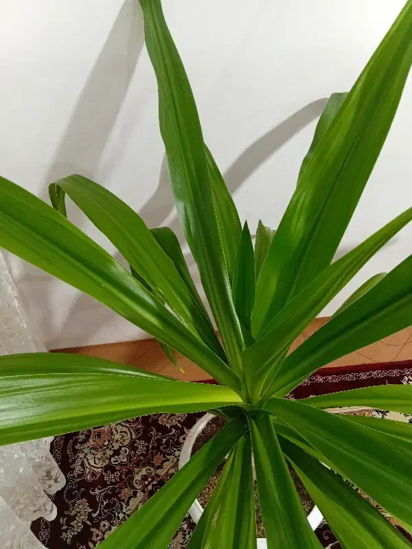 گل طبیعی|گل و گیاه طبیعی|صحنه, |دیوار