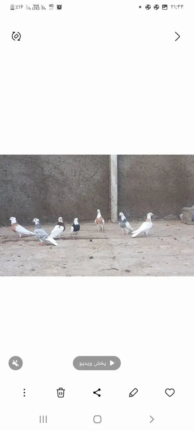 کبوتر رنگی|پرنده|سلامی, |دیوار