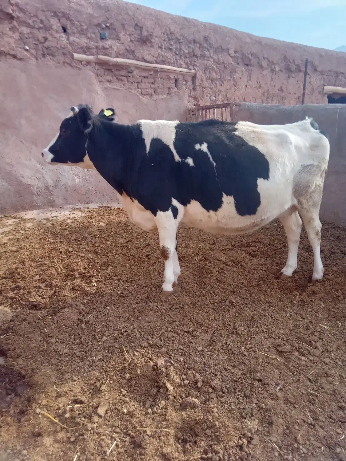 حیوانات مزرعه|حیوانات مزرعه|تربت‌حیدریه, بالا ولایت|دیوار