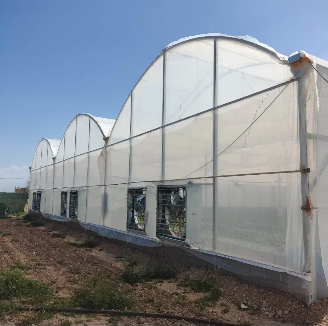 فروش گلخانه اسپانیایی|فروش دفتر صنعتی، کشاورزی، تجاری|شیراز, بید زرد|دیوار