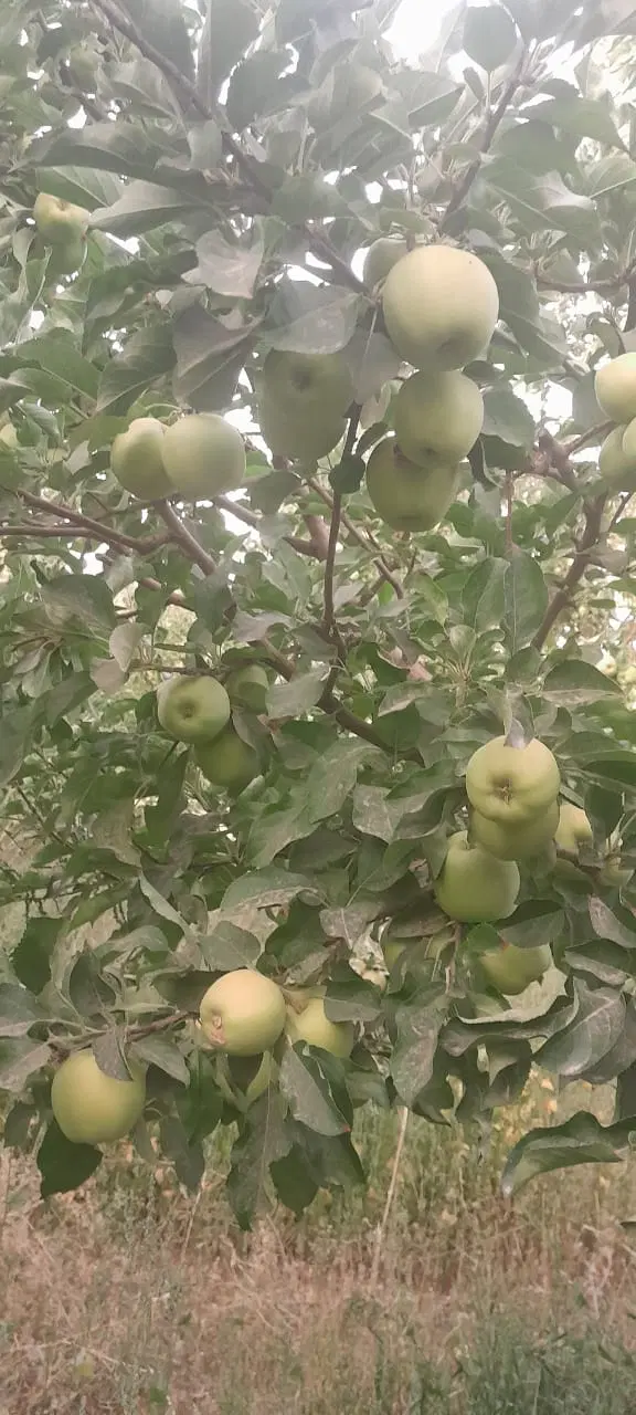 سیب درختی|خوردنی و آشامیدنی|شیراز, اصلاحنژاد|دیوار