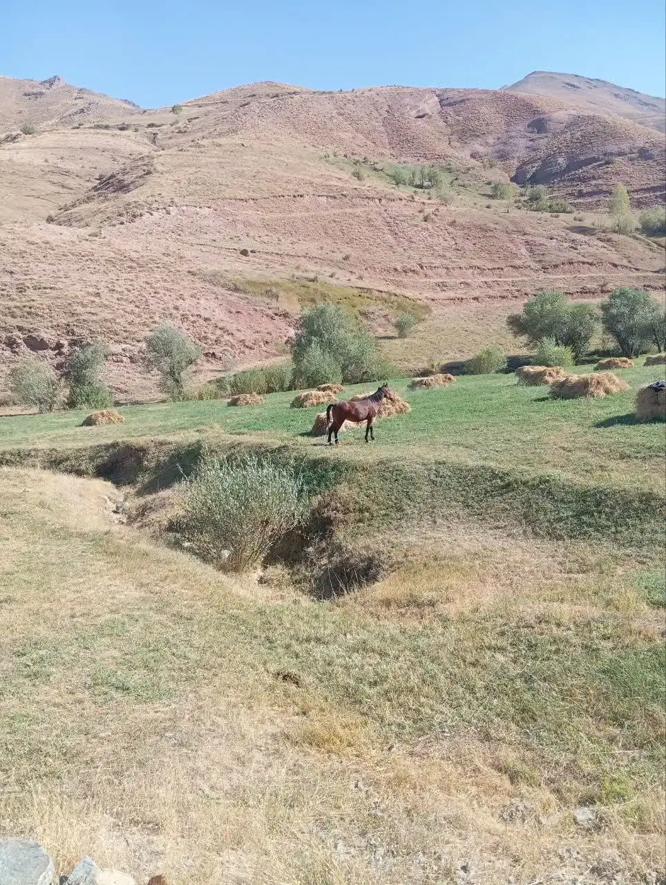 اسب فروشی|اسب و تجهیزات اسب‌سواری|ماهنشان, |دیوار