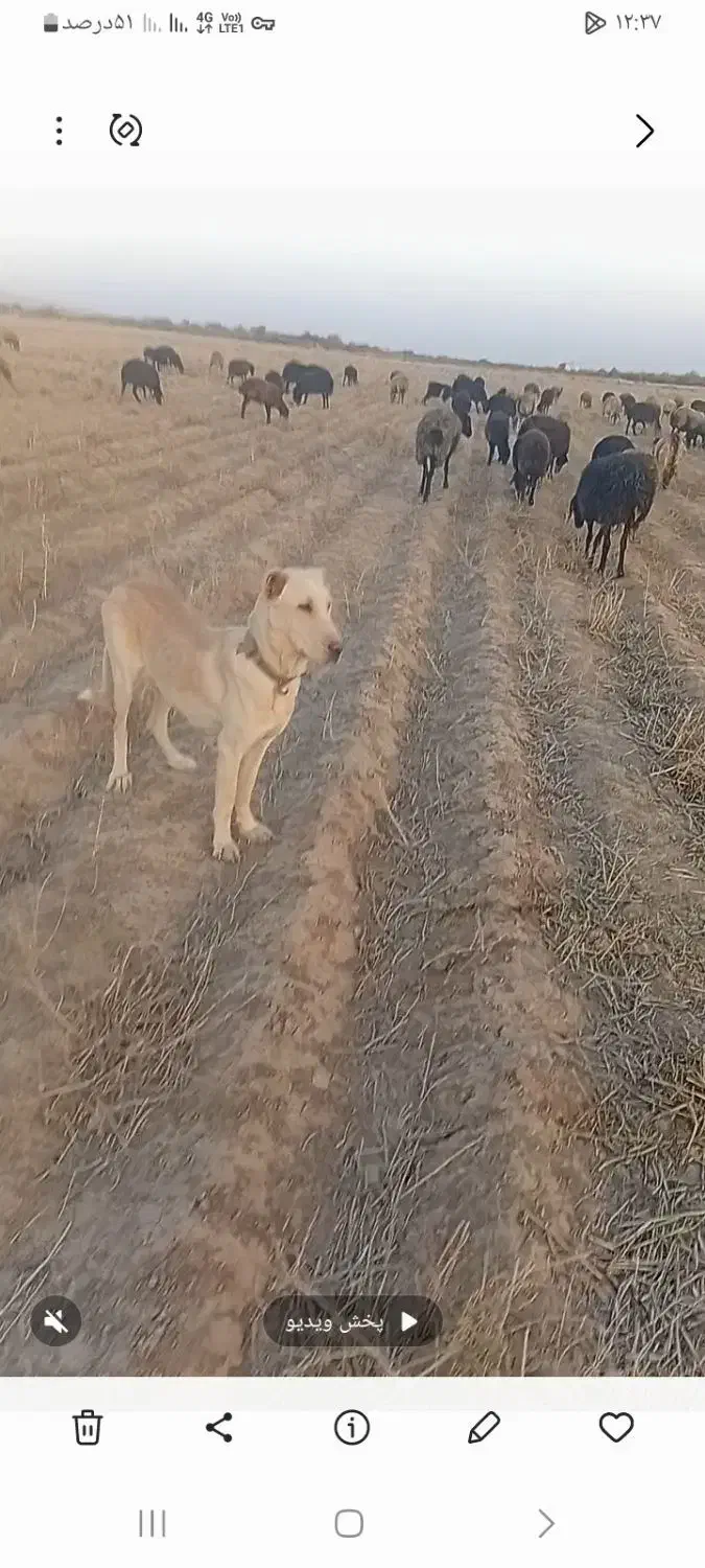 واگذاری سگ ماده یازده ماهه با یه توله پنج روزه|سگ|ساوه, |دیوار