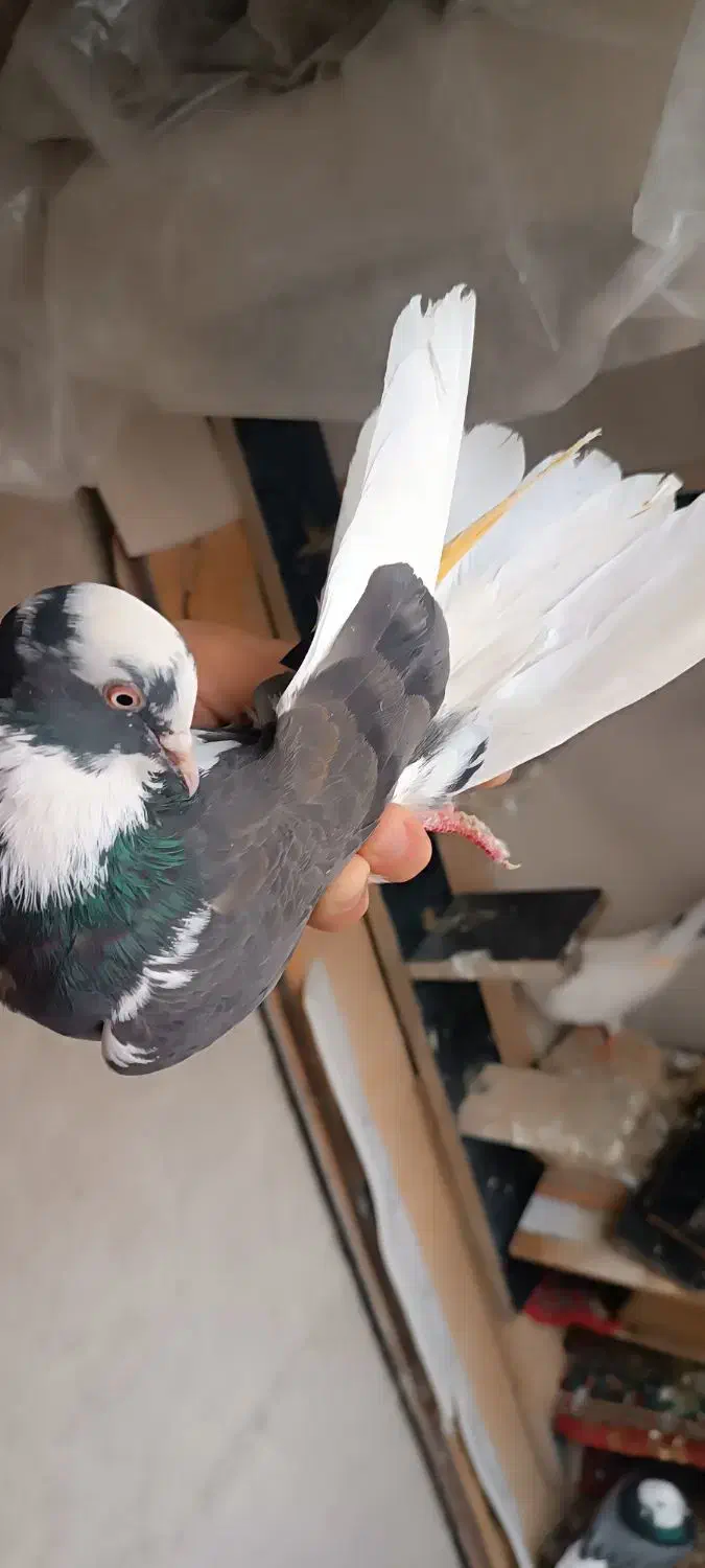 کبوتر ابلق تیکه پاره ماده|پرنده|مشگین شهر, |دیوار