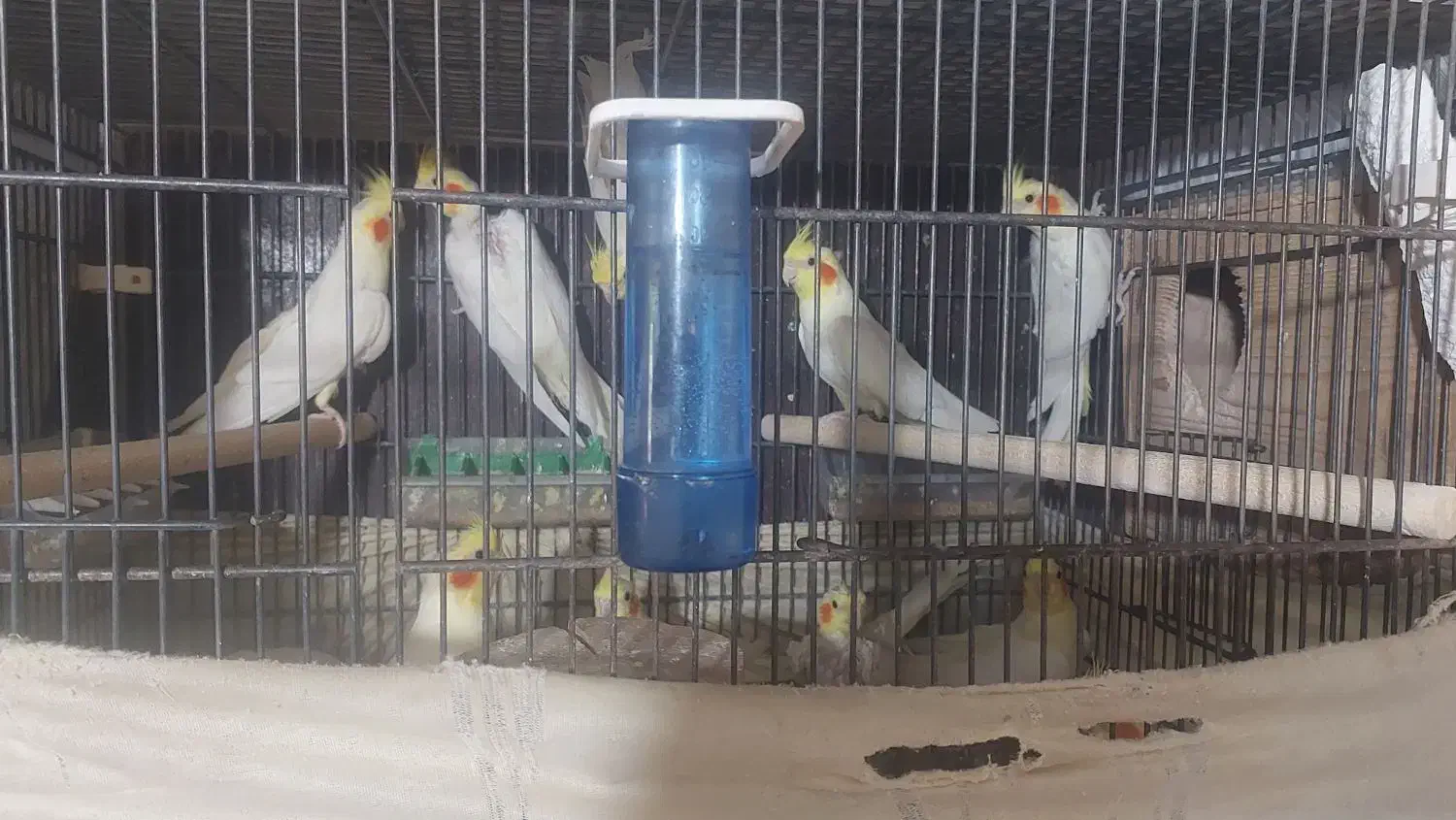 عروس هلندی بالغ|پرنده|رشت, معلم|دیوار