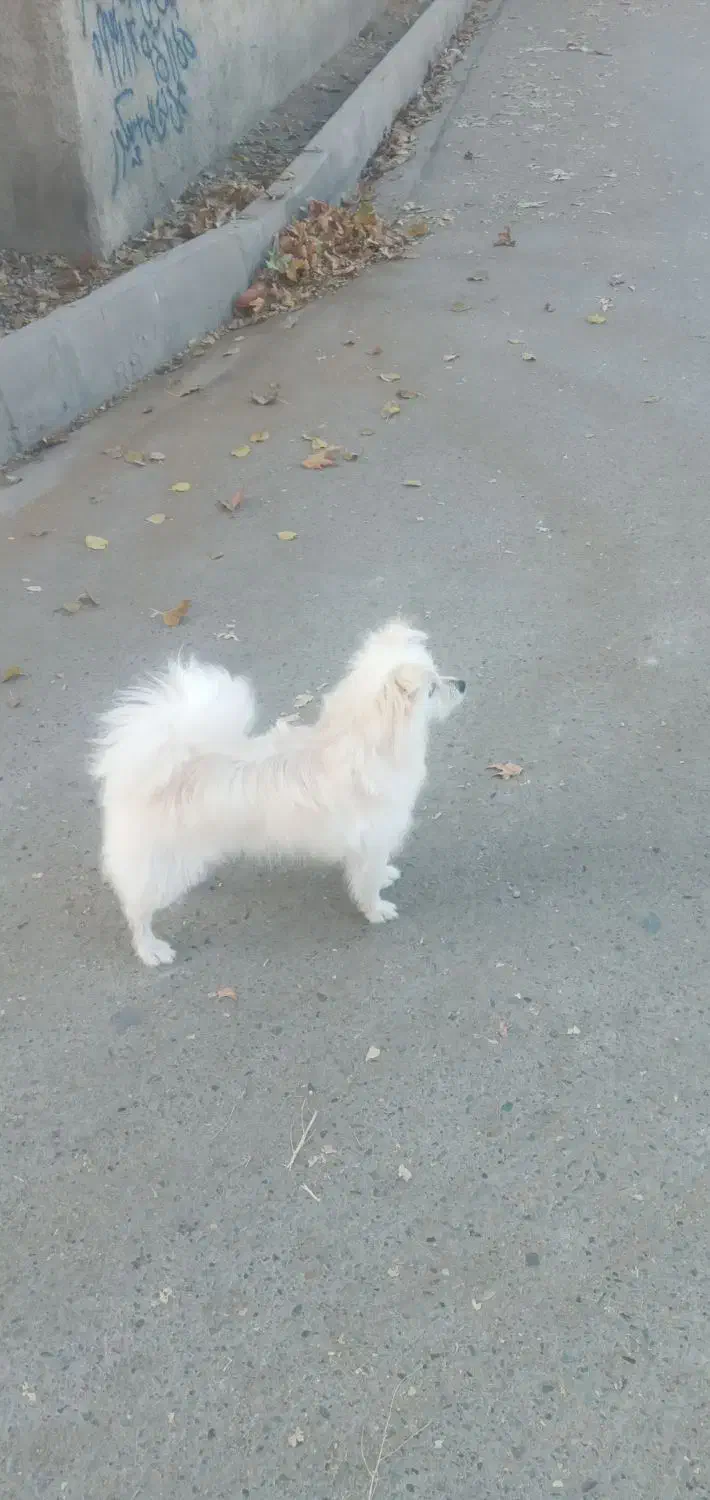 فروش سگ|سگ|نظرآباد, رسالت|دیوار