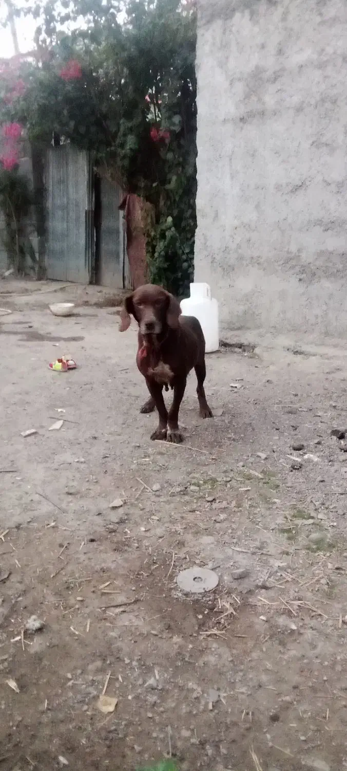 سگ شکاری|سگ|آستانه اشرفیه, |دیوار