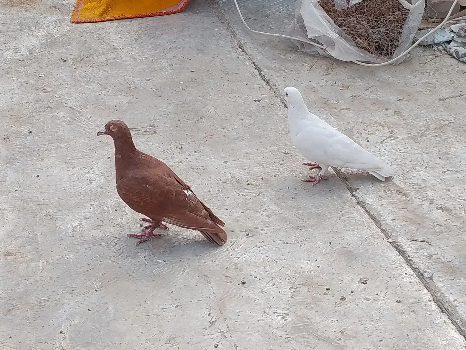 کبوتر|پرنده|جوین, |دیوار