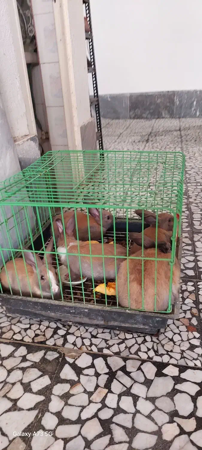 فروش خرگوش کوچک و بالغ|موش و خرگوش|بابل, |دیوار