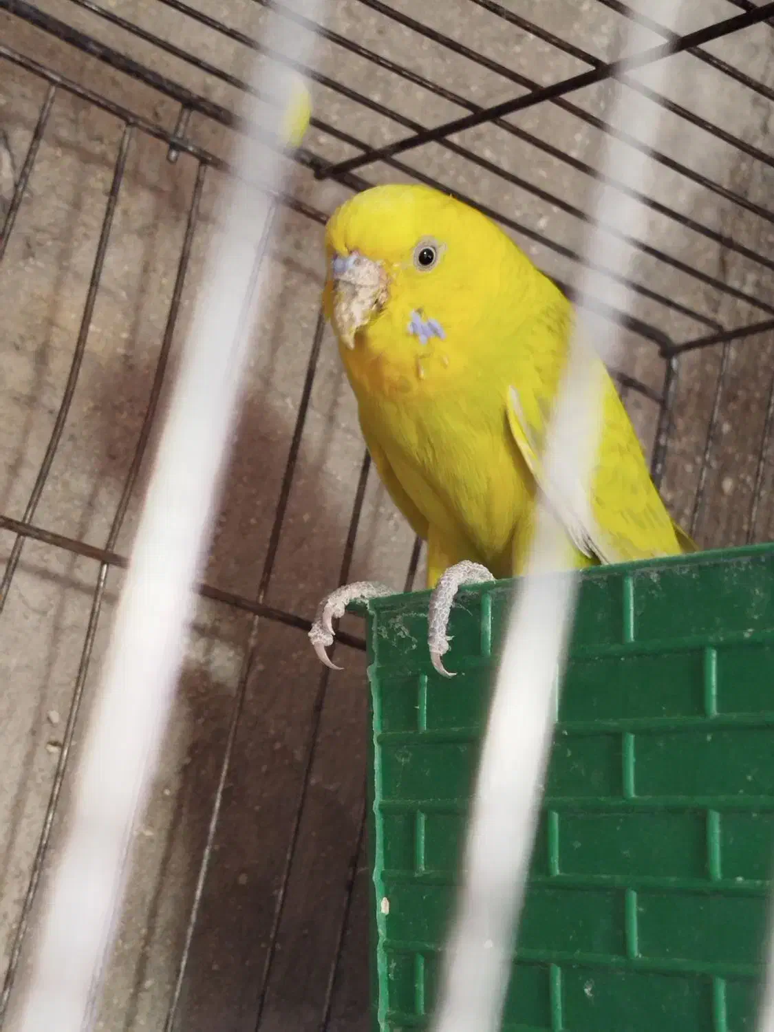 مرغ عشق نر|پرنده|ایلام, |دیوار