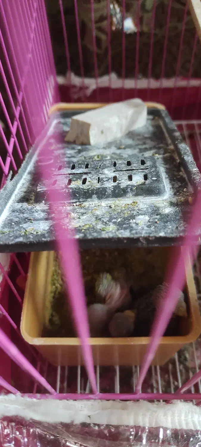 مرغ عشق|پرنده|سیمینه, |دیوار