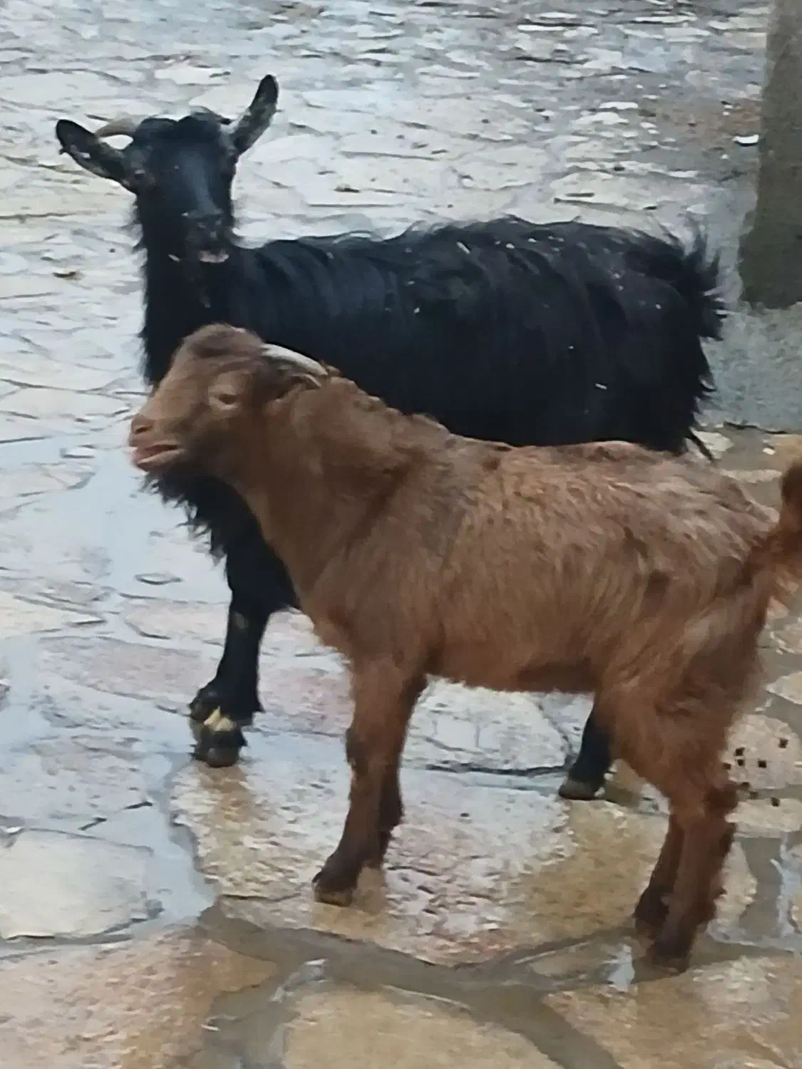 بزو بزغاله جوان دوشیره|حیوانات مزرعه|سنندج, |دیوار