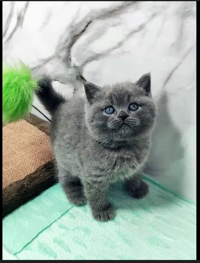 بریتیش بلو شورت هیر|گربه|تهران, آسمان|دیوار