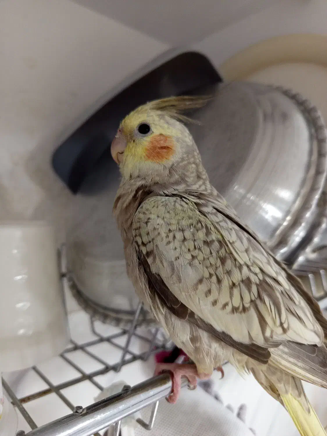 گمشده|حیوانات|کرمانشاه, |دیوار