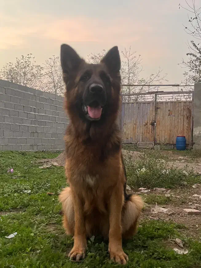 سگ نگهبان|سگ|رشت, پسیخان|دیوار