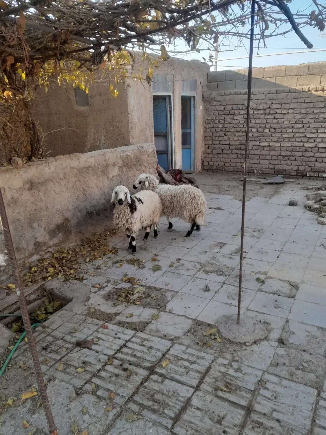 بره محلی|حیوانات مزرعه|زرند, |دیوار