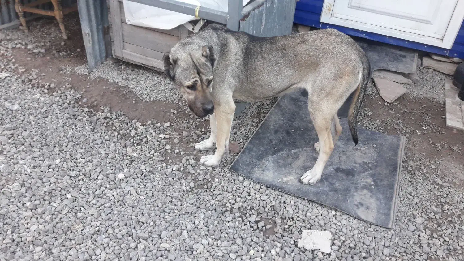 ماده سرابی|سگ|قزوین, |دیوار