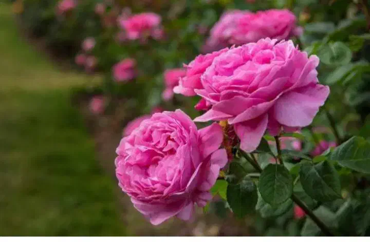 نهال گل محمدی|خدمات باغبانی و درختکاری|بیرجند, |دیوار