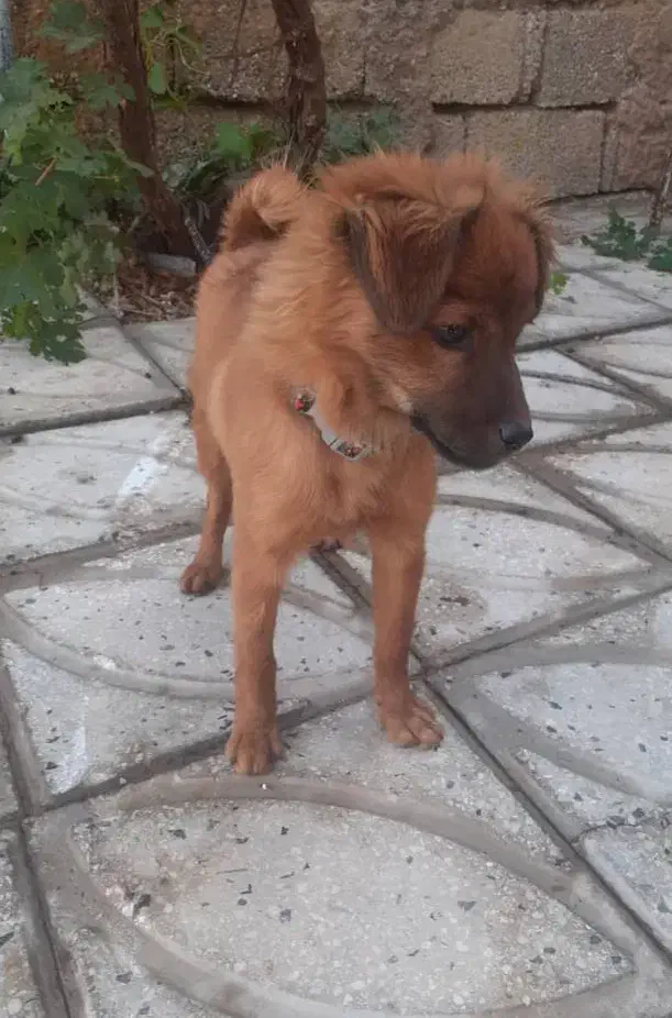 فروش سگ بازیگوش واکسن خورده شناسنامه دار|سگ|مرودشت, فاز اول شهرک فرهنگیان|دیوار