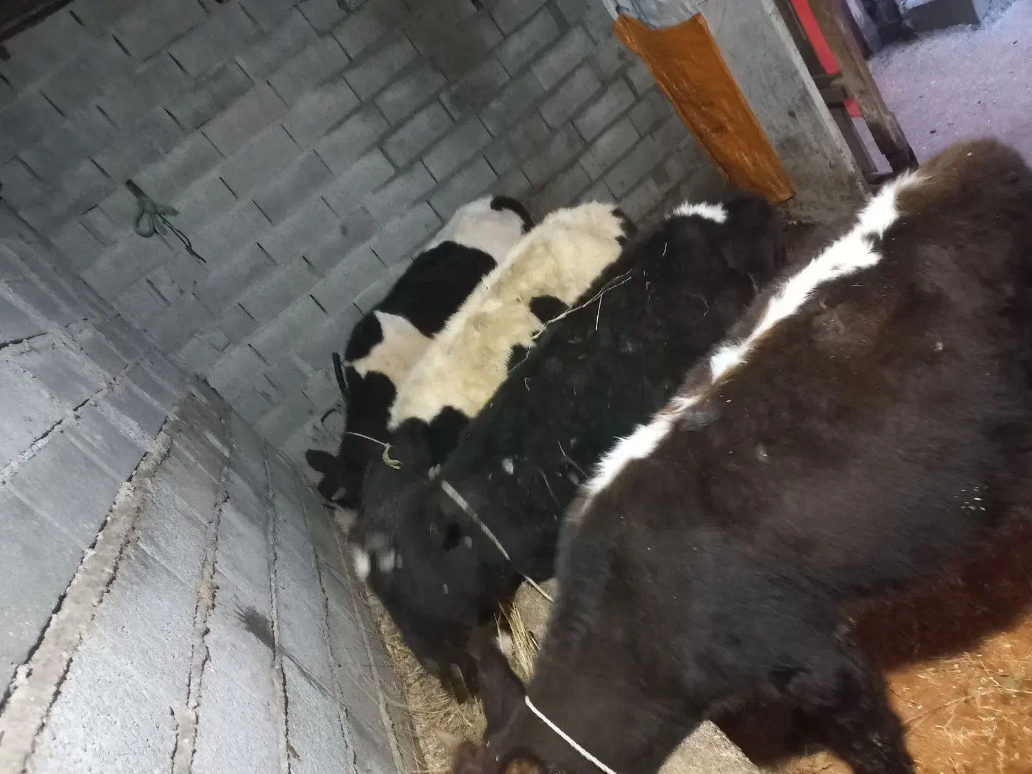 گوساله ماده ۴ تا گوساله نر ۱ دونه کلی|حیوانات مزرعه|نوشهر, |دیوار