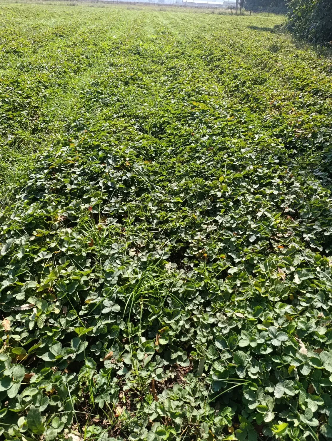 نهال توت فرنگی سالم سابرینا نی 15|خدمات باغبانی و درختکاری|خان ببین, |دیوار