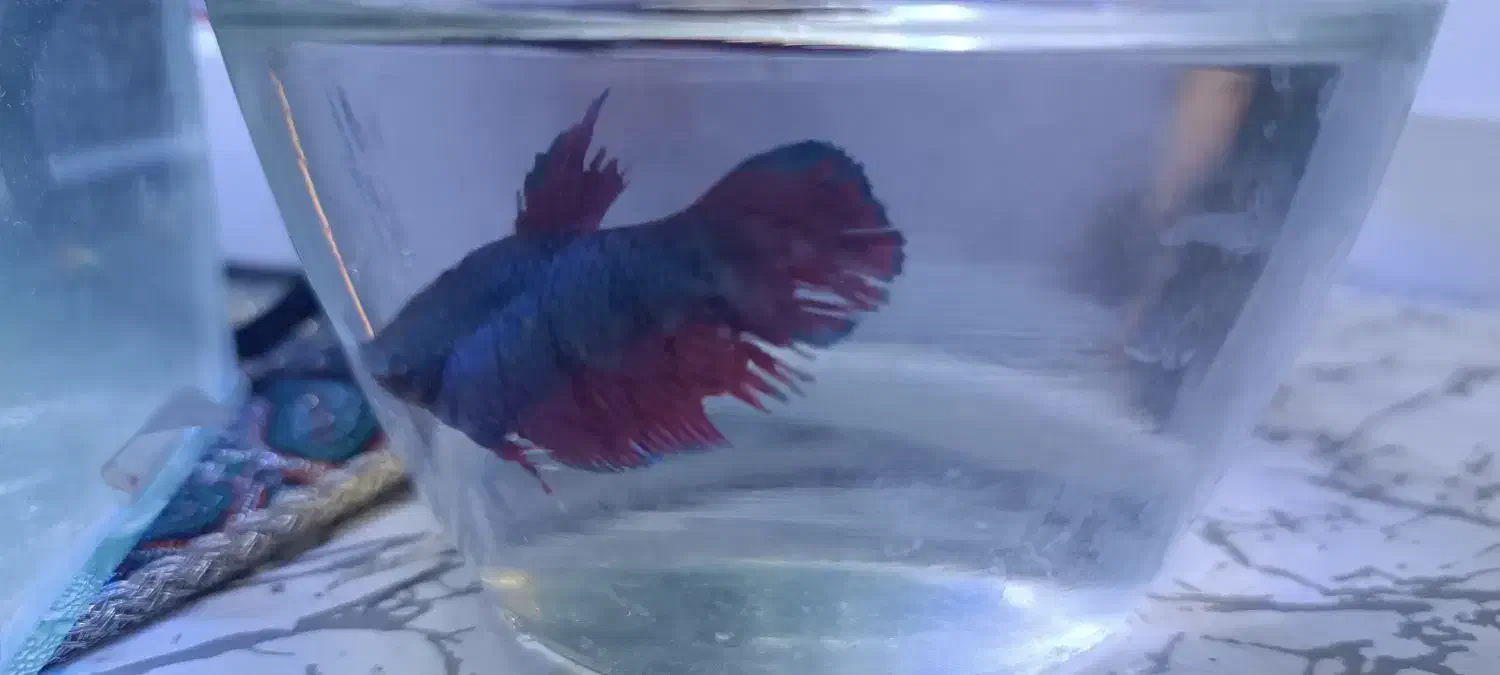 ماهی|ماهی|مشهد, امیر آباد|دیوار