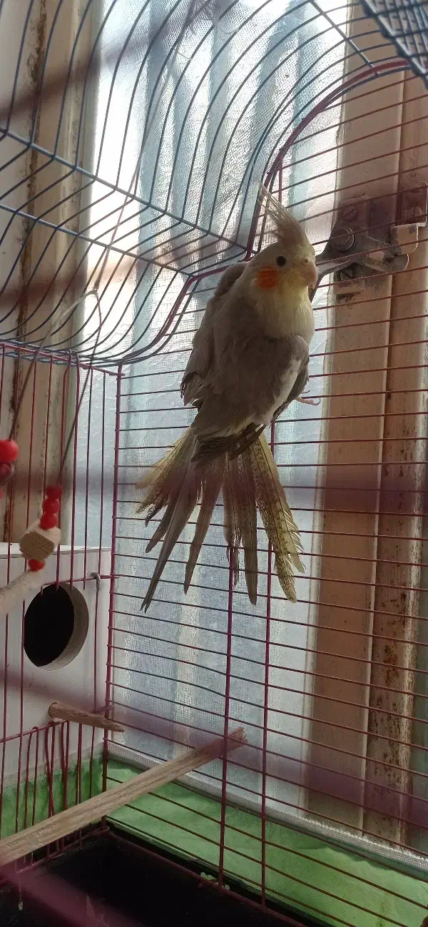 معاوضه نژاد آهویی|پرنده|میناب, |دیوار